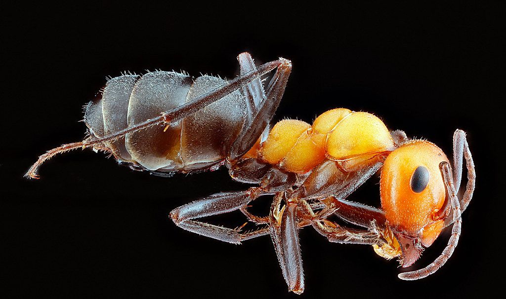 Ant Control service in Florence, AL
