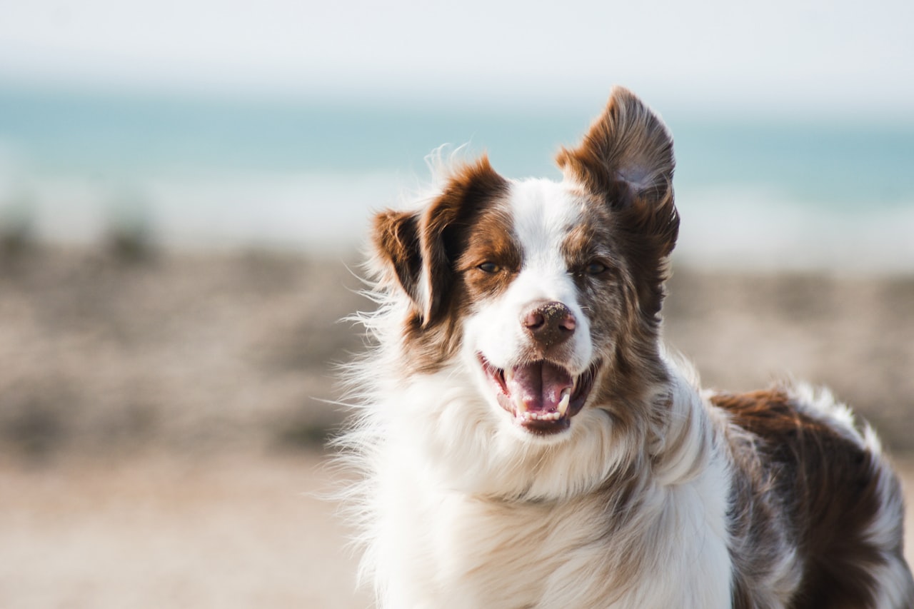 Flea & Tick Control service in Florence, AL