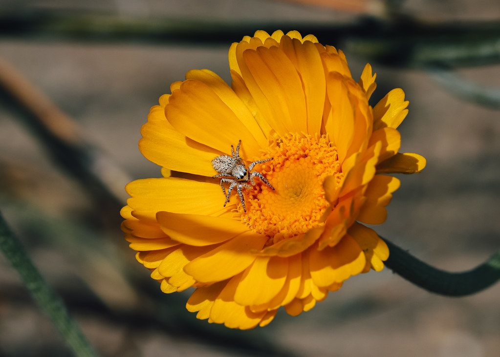 Spider Control service in Florence, AL